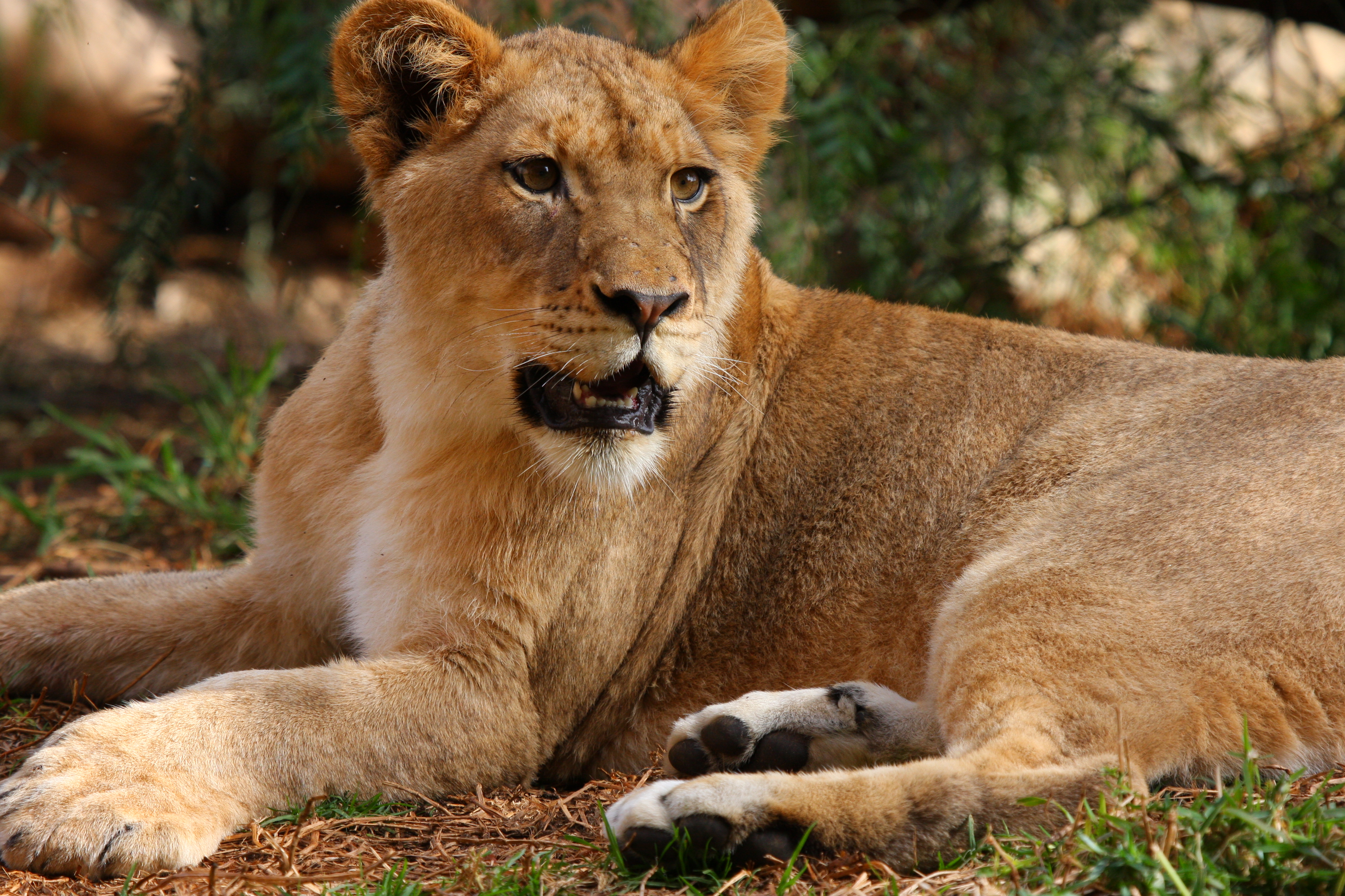 Majestuosa leona en 4K para fondo de pantalla elegante