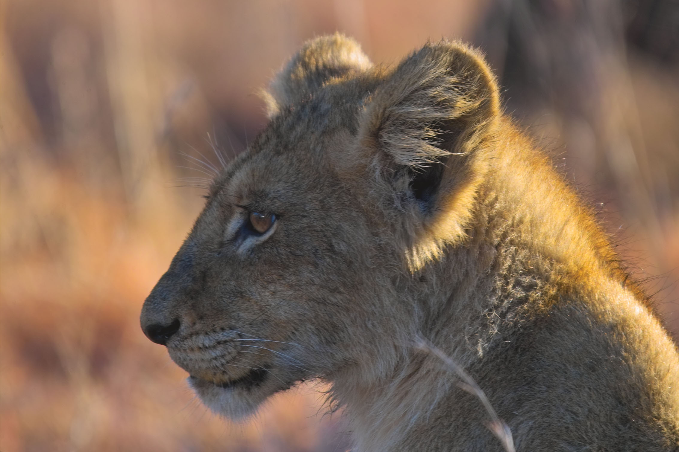 Fondo de pantalla leon bebe mirando
