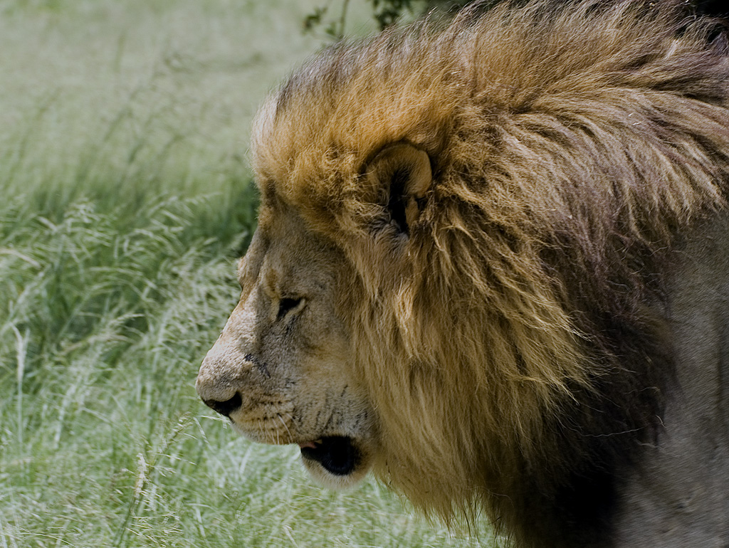 Fondo de pantalla leon caminando