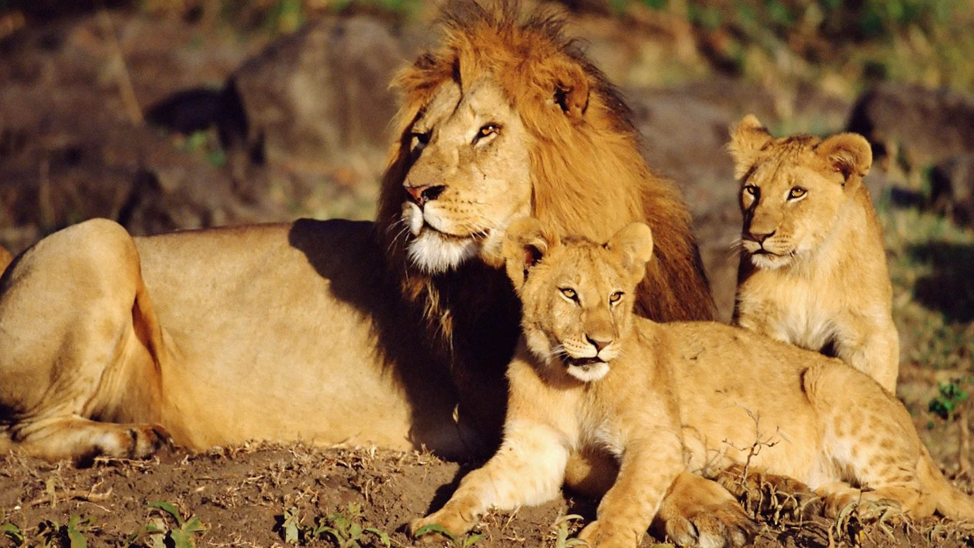 Fondo de pantalla leon con sus hijos