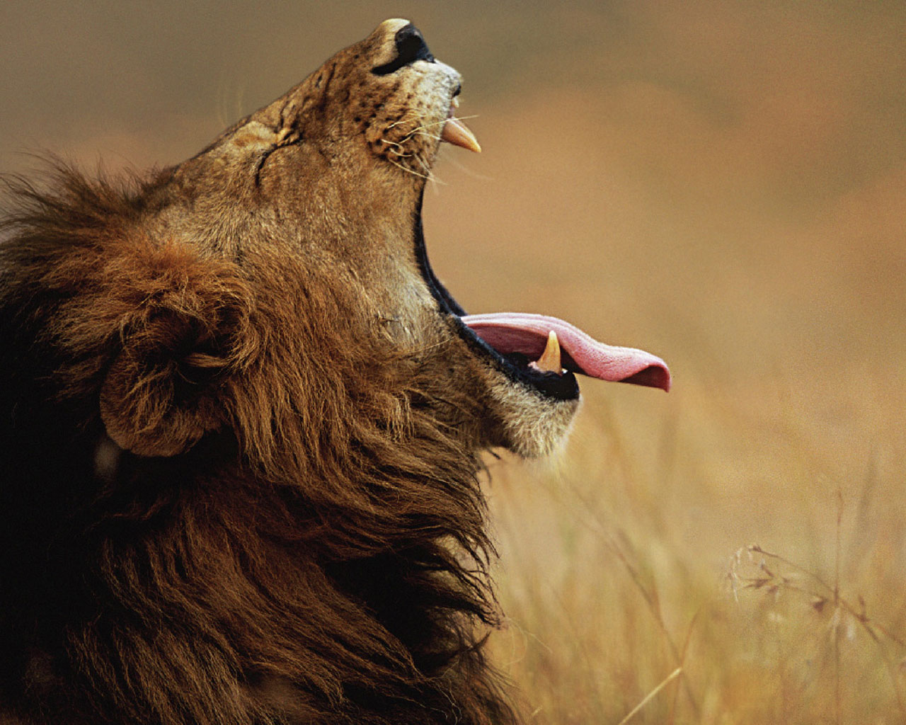 León majestuoso en 4K: fondo de pantalla HD impresionante