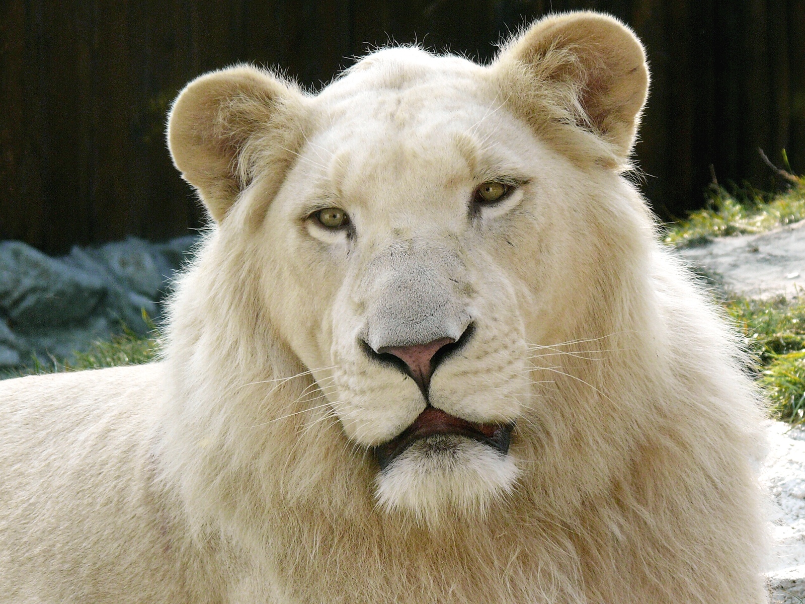 Majestuoso león blanco en 4K para fondo de pantalla
