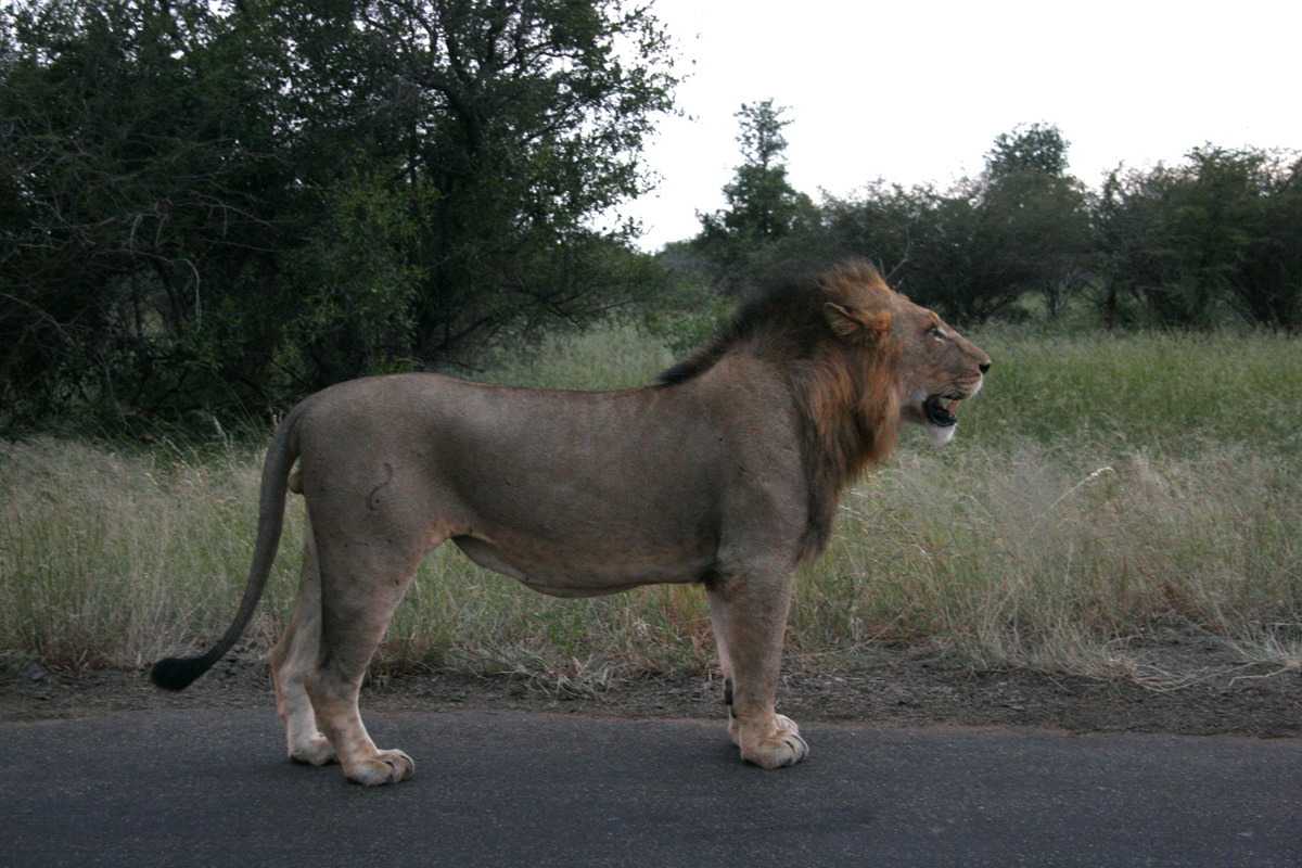 León majestuoso en la sabana - Fondo de pantalla 4K