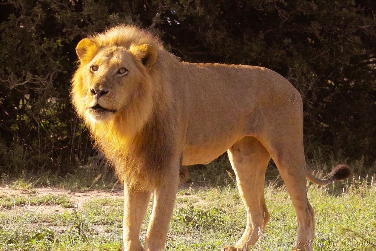 León majestuoso en la sabana - Wallpaper 4K HD