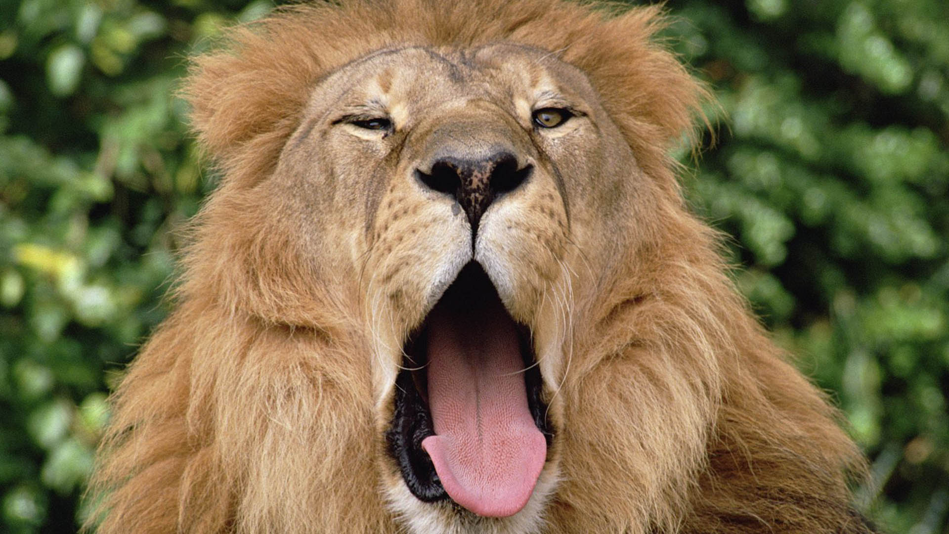Imponente león en alta calidad 4K para fondo de pantalla.