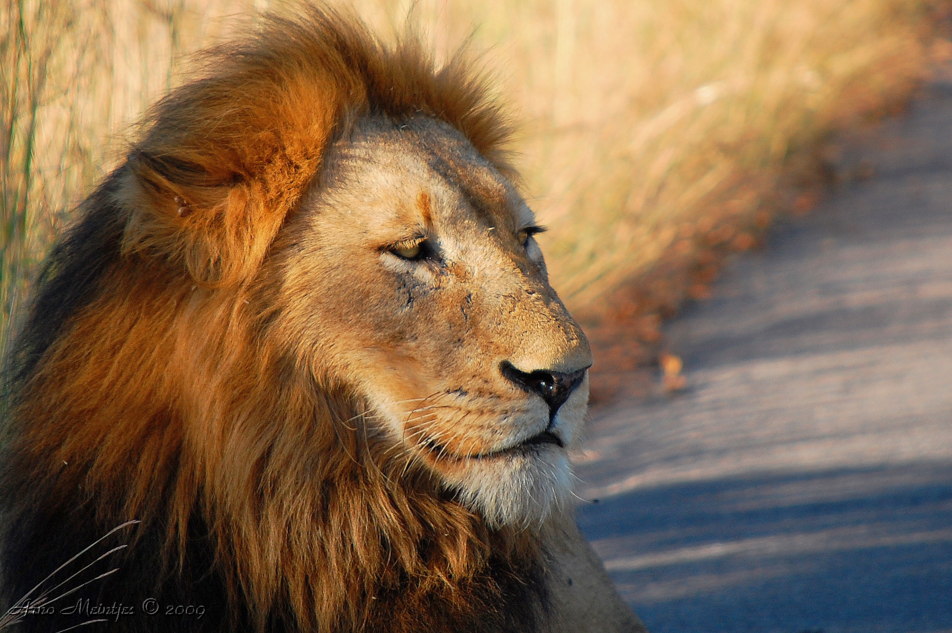 Fondo de pantalla leon viejo