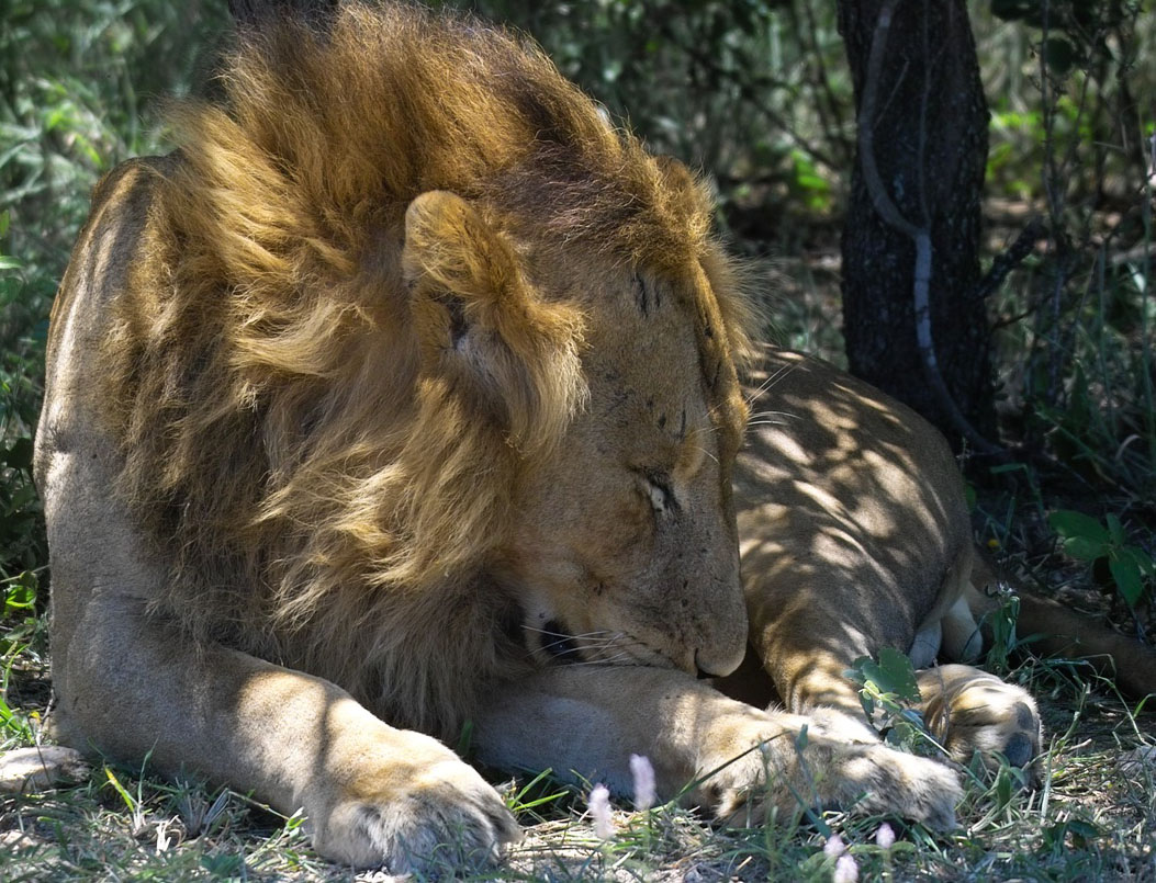 Fondo de pantalla leon viejo cansado