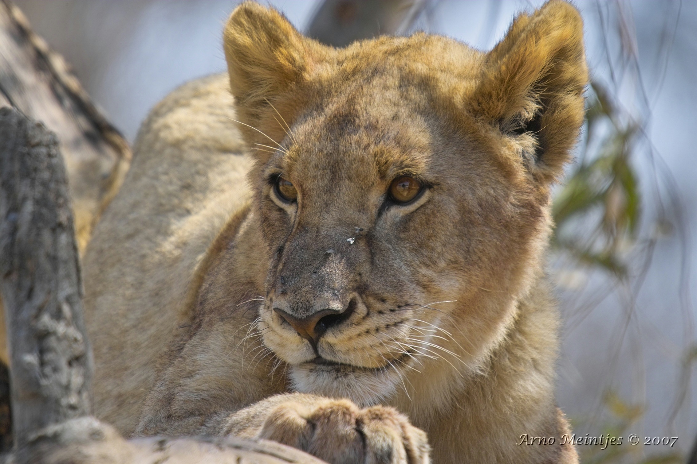 Fondo de pantalla leona