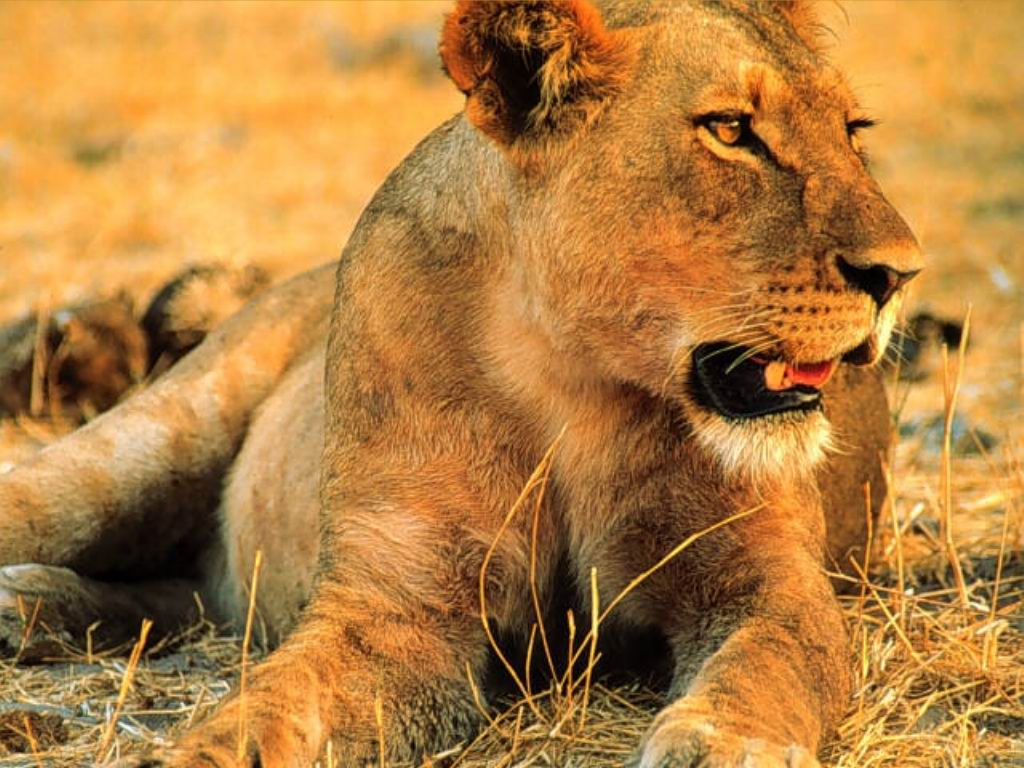 Fondo de pantalla Leona en desierto