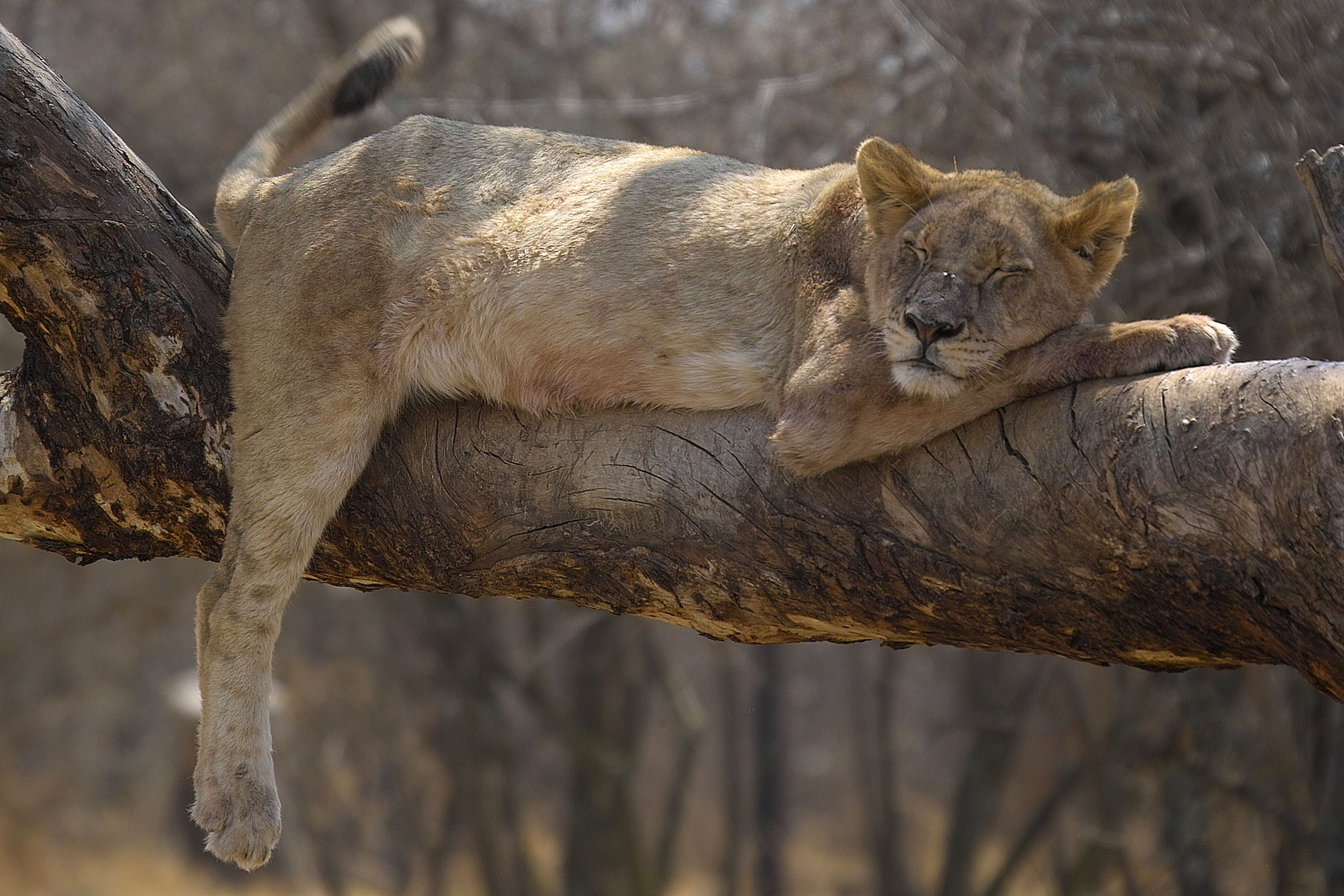 Fondo de pantalla leona en un tronco