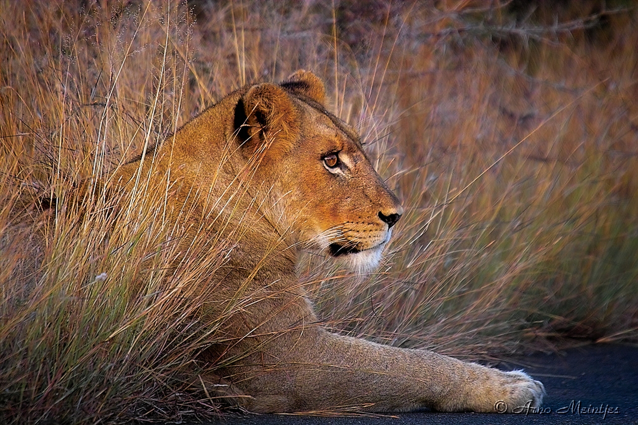 Fondo de pantalla leona mirando