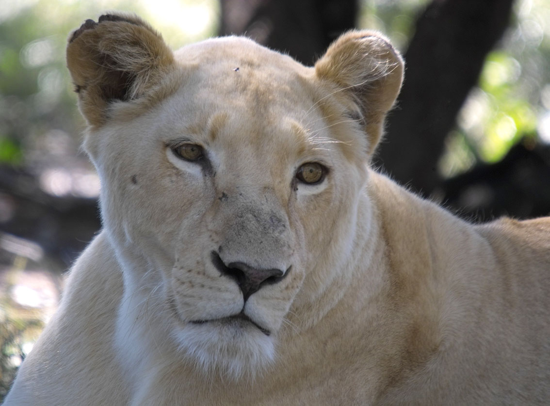 Fondo de pantalla Leona observando
