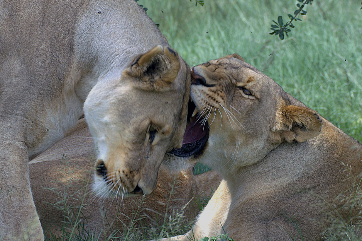 Fondo de pantalla leonas jugando