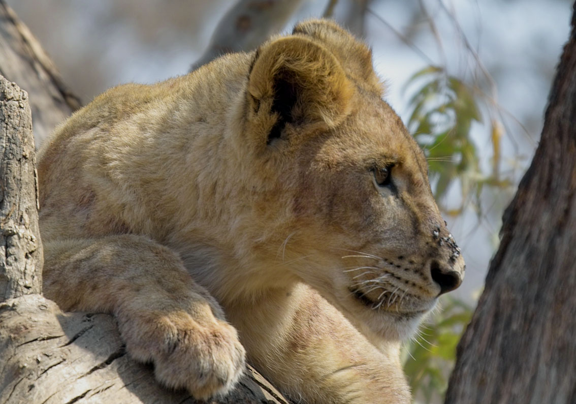 Fondo de pantalla leoncito