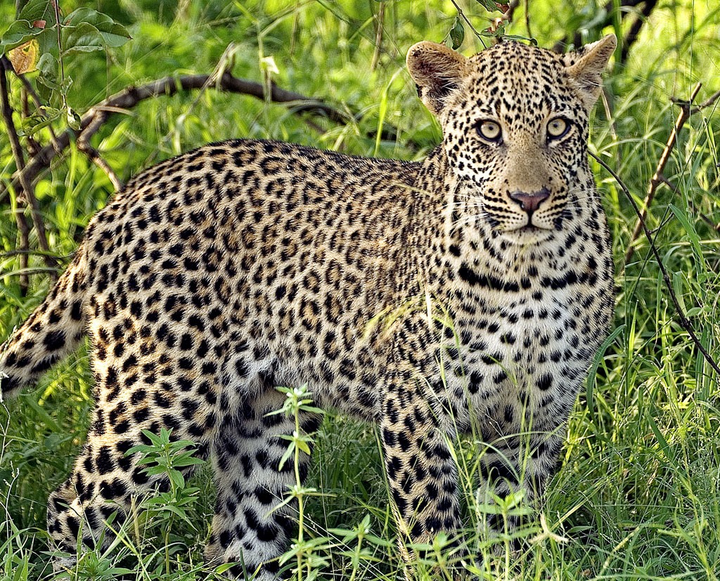 Leopardo en la jungla, wallpaper 4K de alta calidad