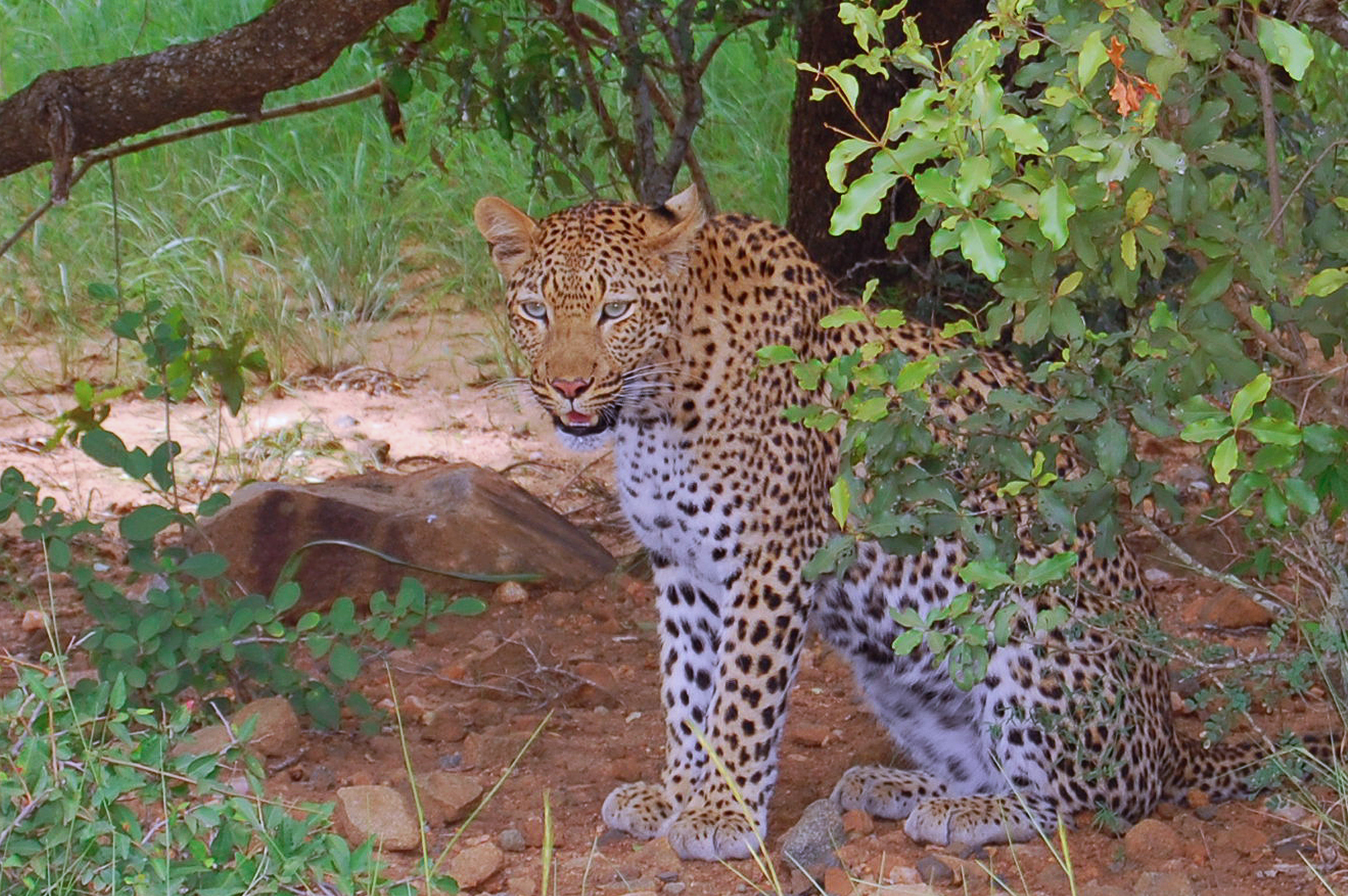 Leopardo salvaje en 4K: Fondo de pantalla HD natural