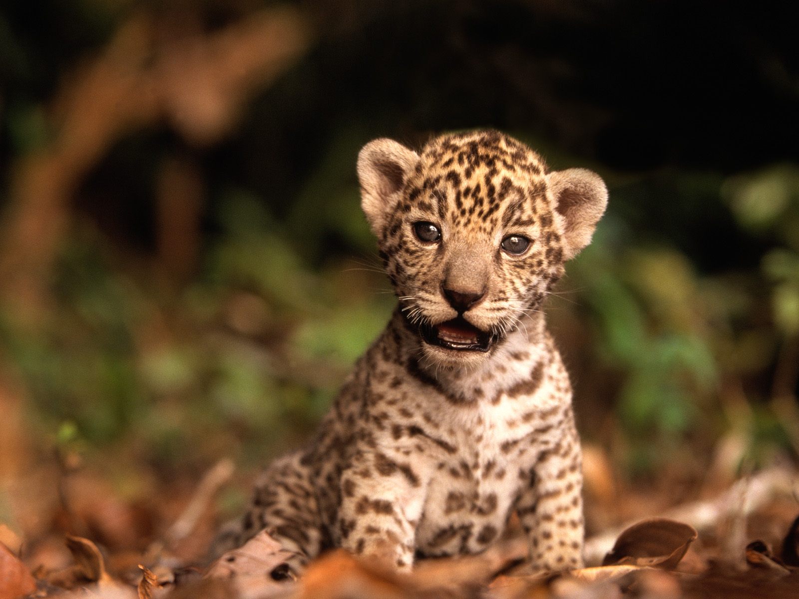Fondo de pantalla leopardo bebe
