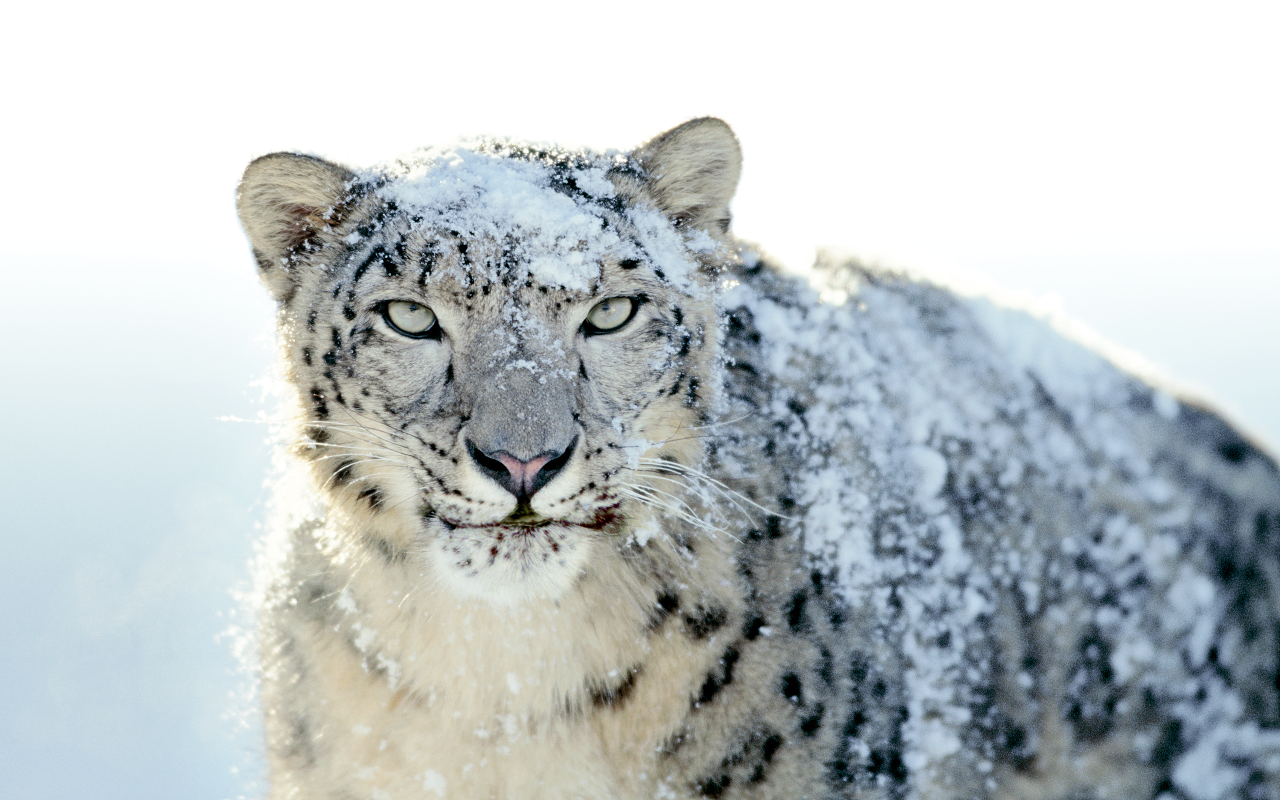 Leopardo de las nieves en 4K: fondo de pantalla majestuoso