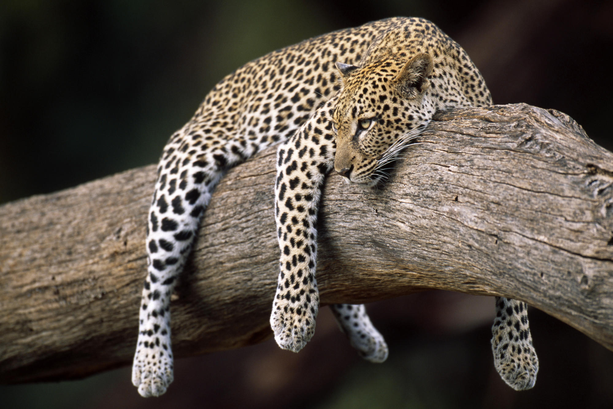 Fondo de pantalla leopardo descansando