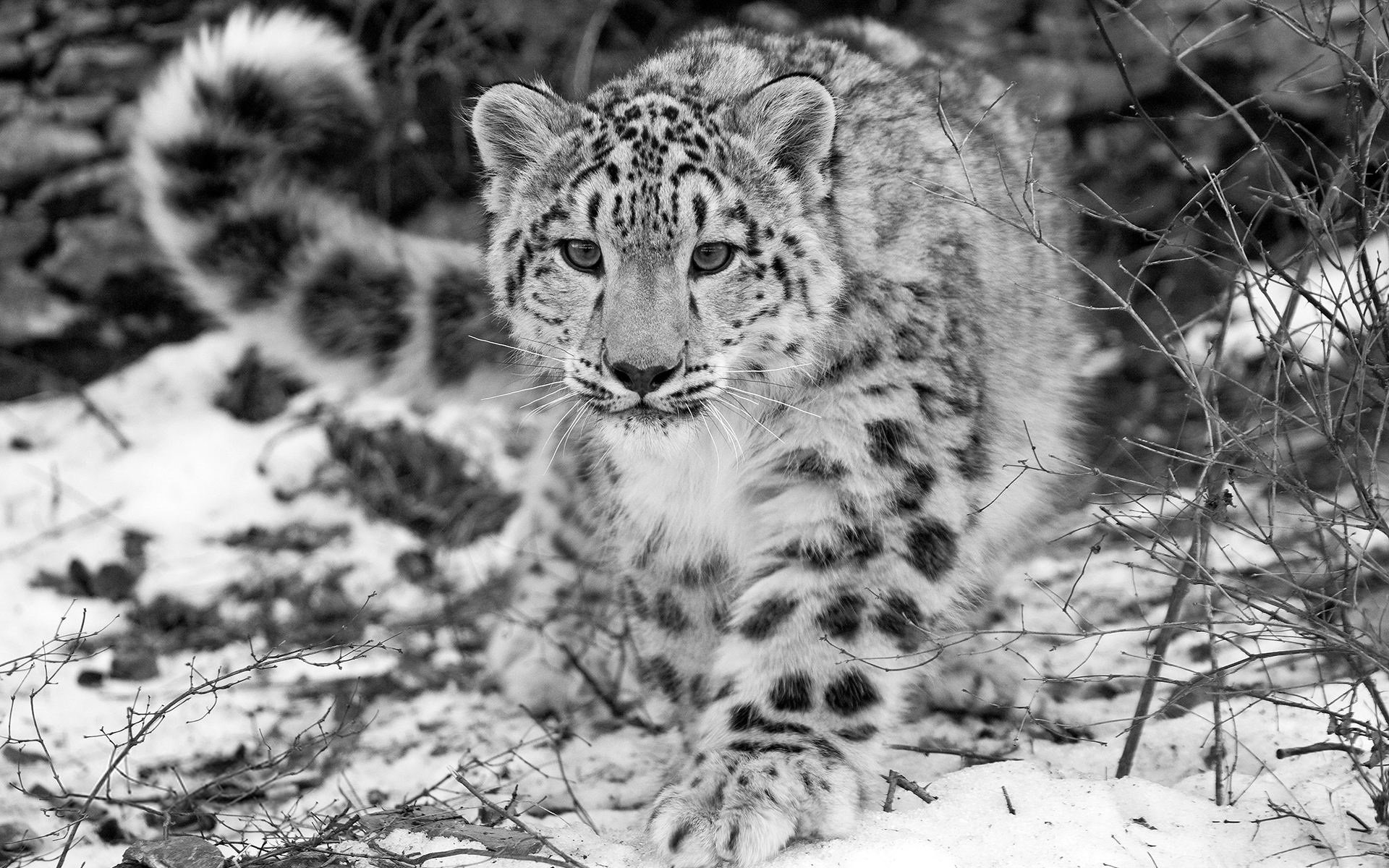 Leopardo de las nieves 4K: Fondo de pantalla en blanco y negro