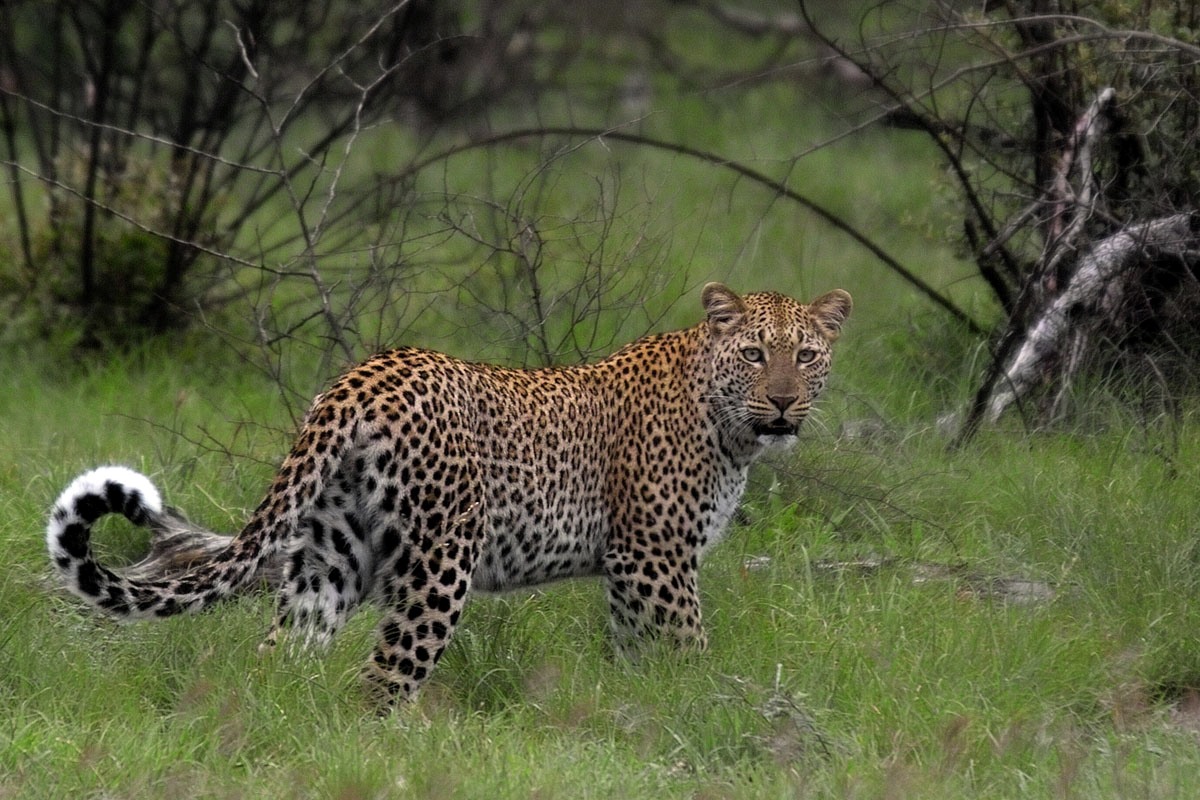 Fondo de pantalla leopardo en campo