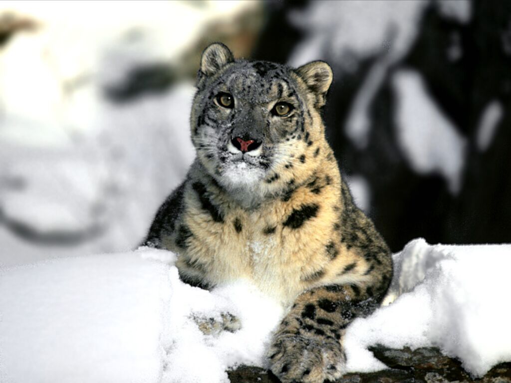 Leopardo de las nieves en alta calidad 4K para wallpaper