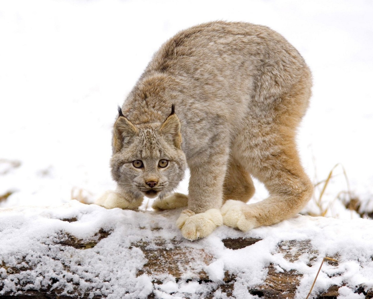 Fondo de pantalla lince de nieve