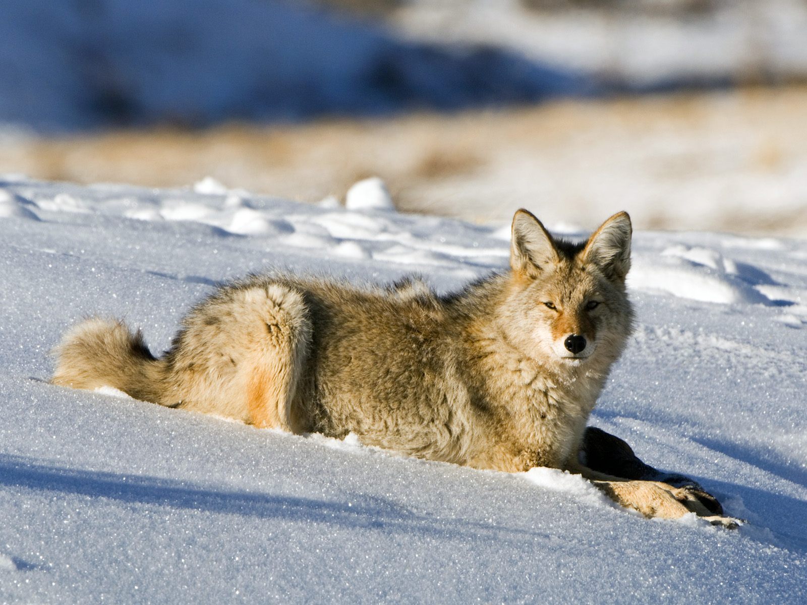 Fondo de pantalla lobo acostado en la nieve
