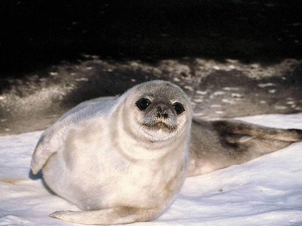 Fondo de pantalla lobo marino observando