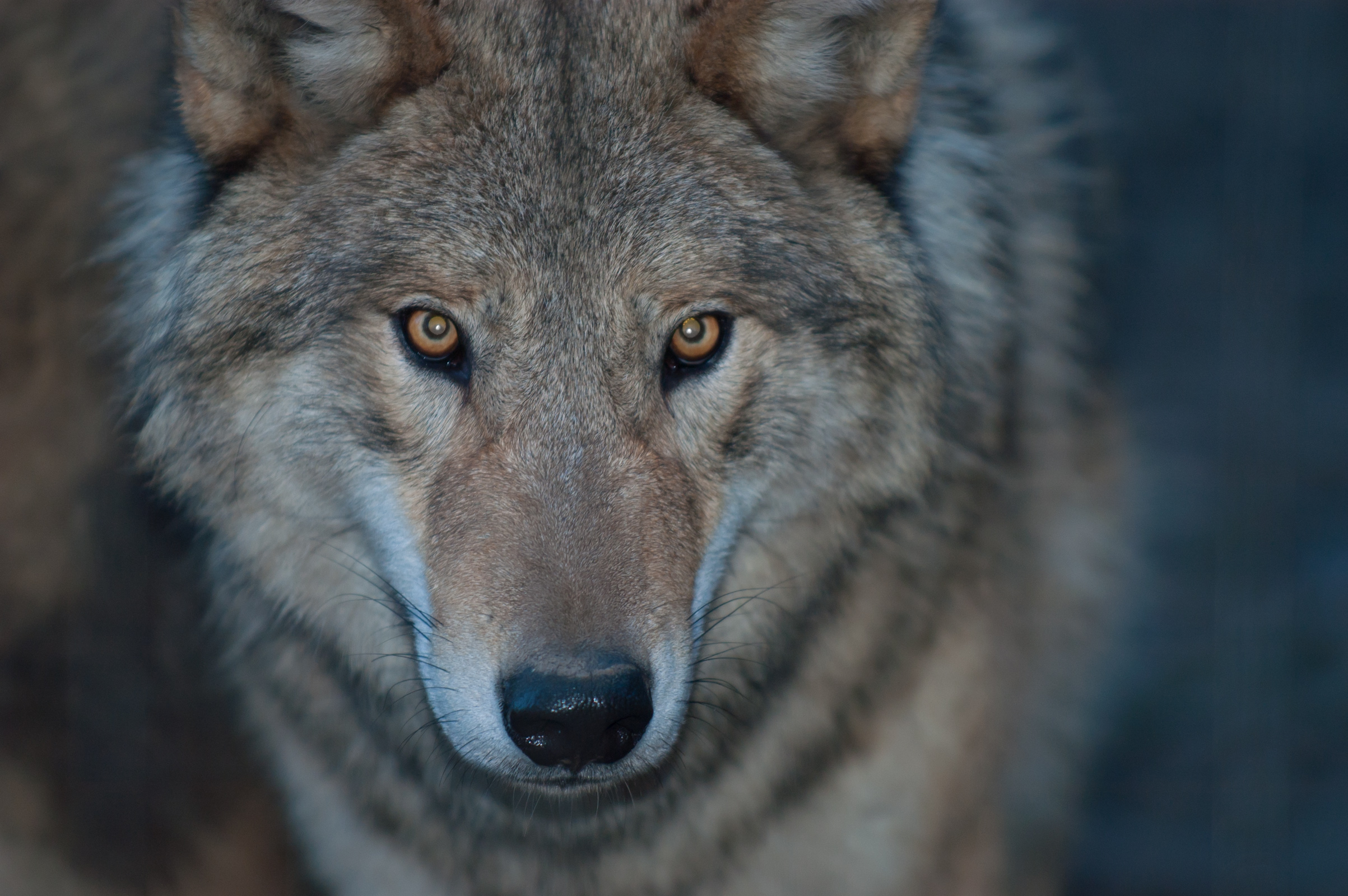 Fondo de pantalla lobo salvaje