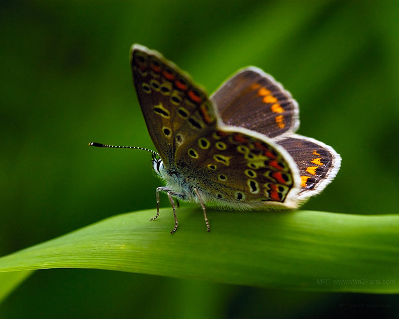 Fondo de pantalla mariposa con ojos