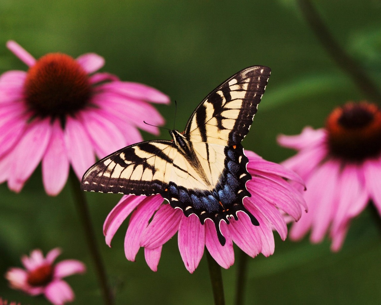 Fondo de pantalla mariposa en flor rosada