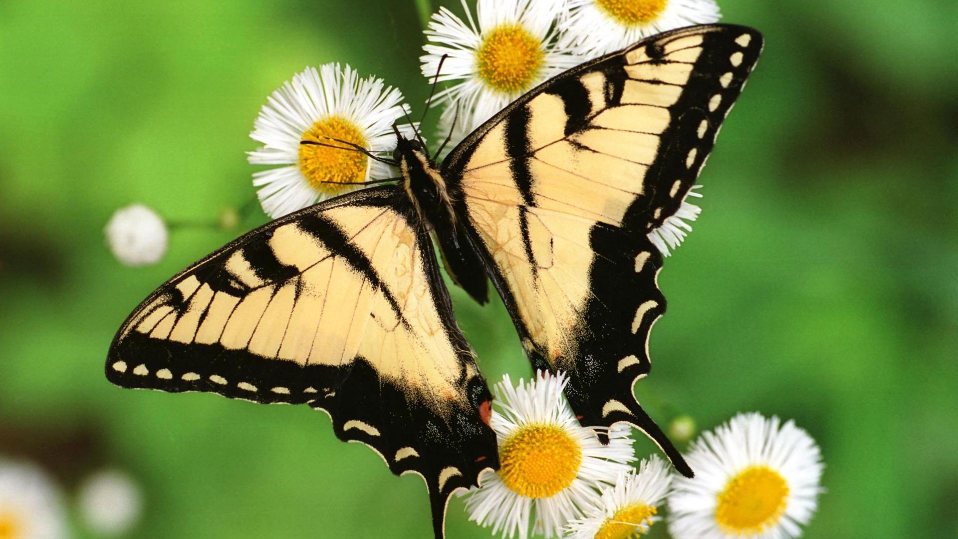 Fondo de pantalla mariposa en margarita