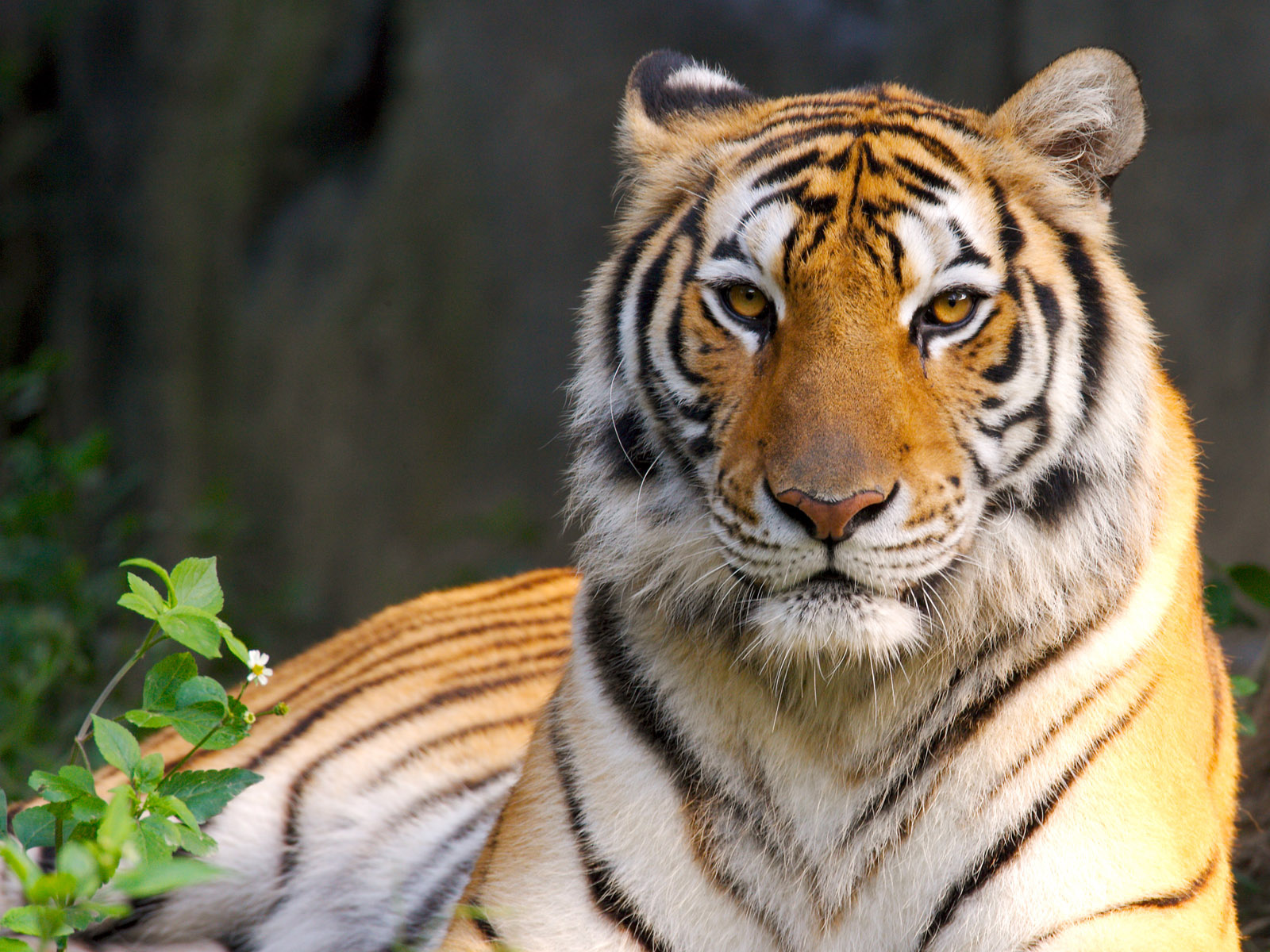 Tigre en alta calidad 4K para fondo de pantalla elegante