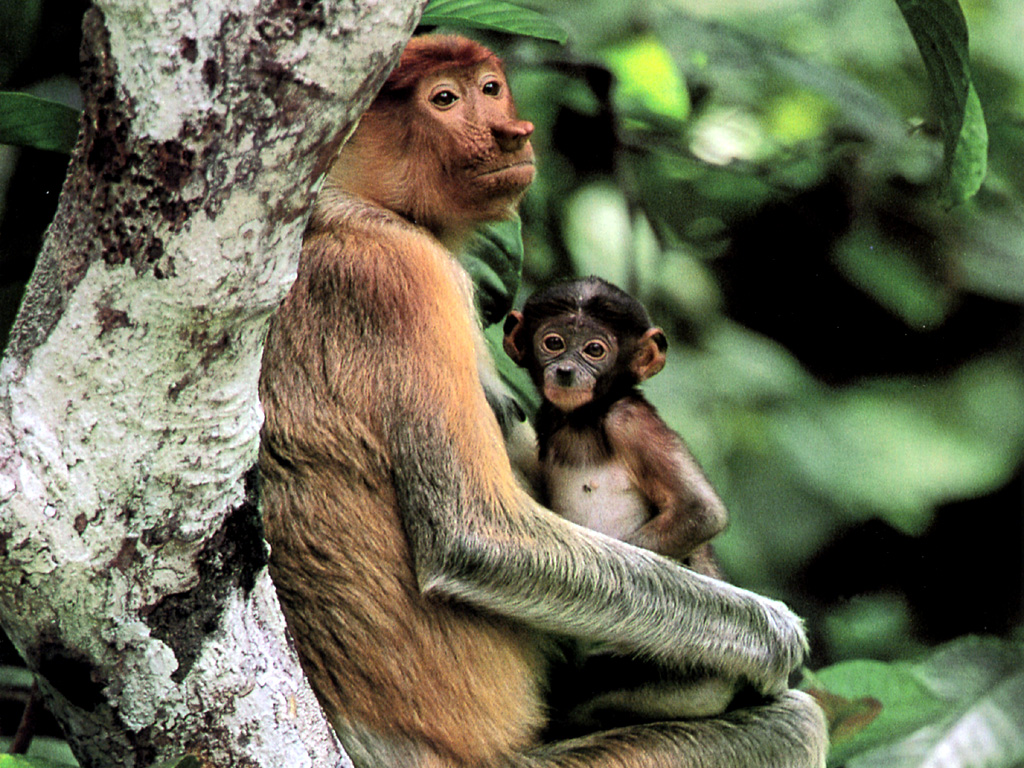 Fondo de pantalla mona con su hijo