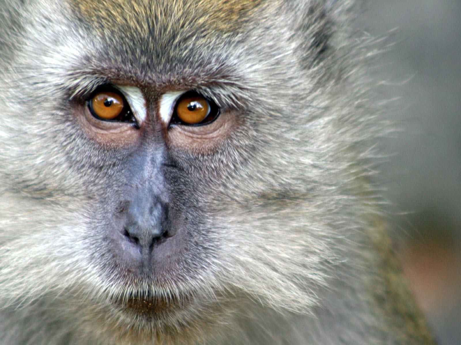 Fondo de pantalla mono observando