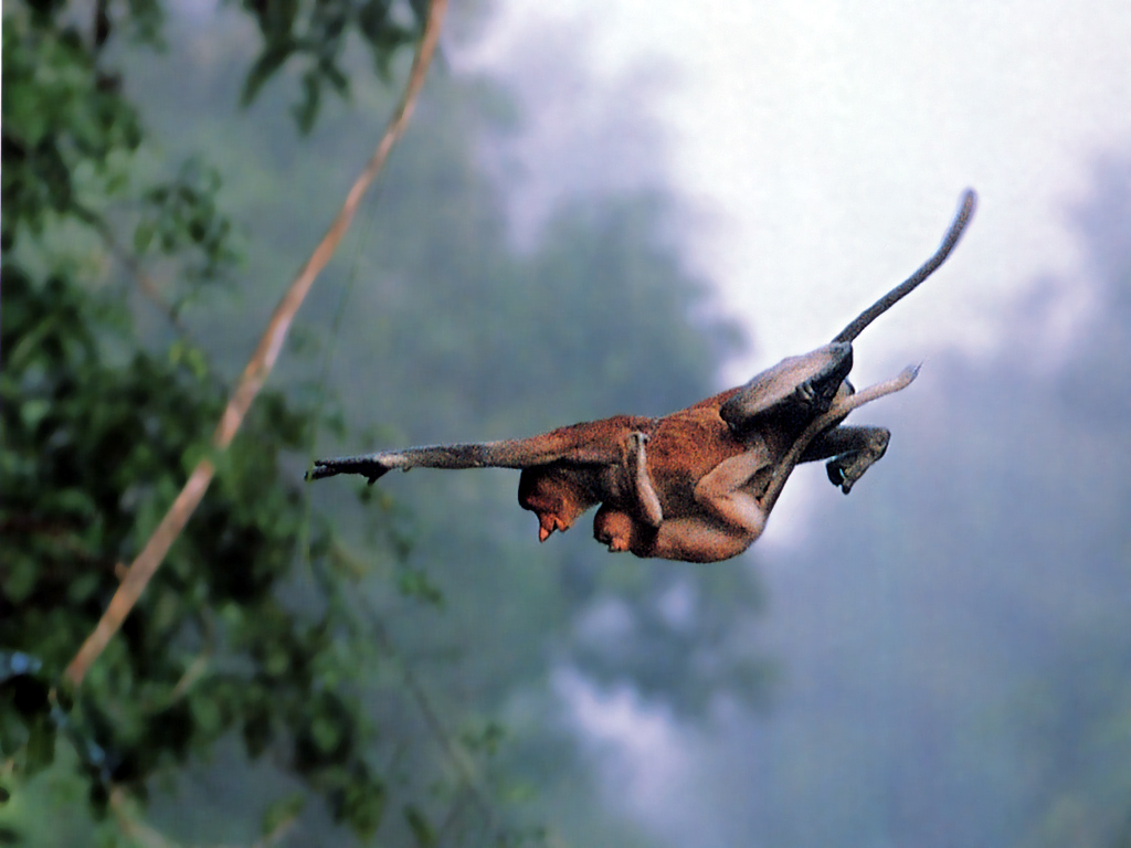 Fondo de pantalla monos pasando de rama