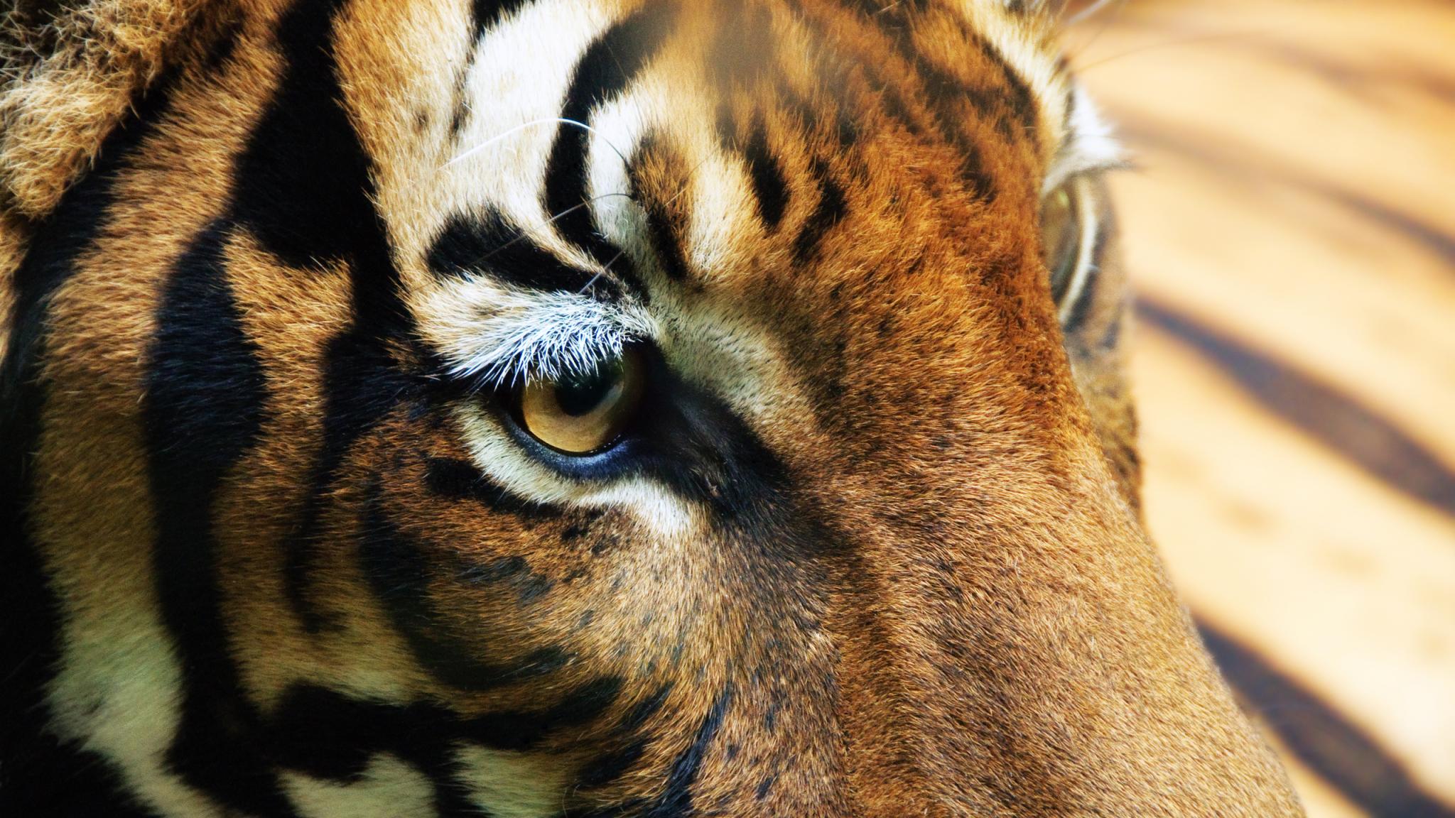 Mirada de Tigre en HD - Wallpaper de Alta Calidad 4K