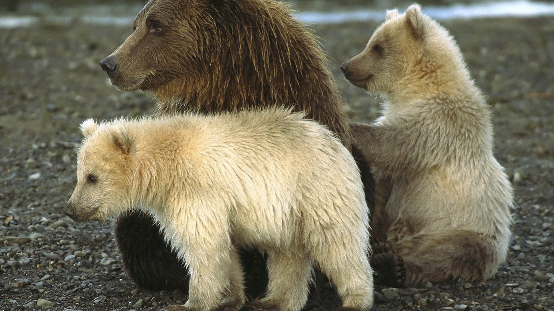 Fondo de pantalla osa con bebes