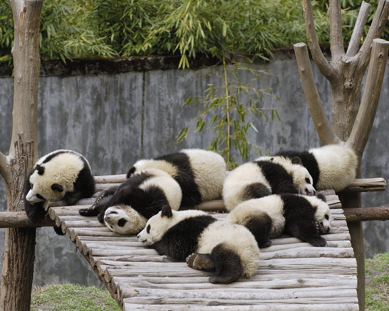 Fondo de pantalla ositos panda bebes