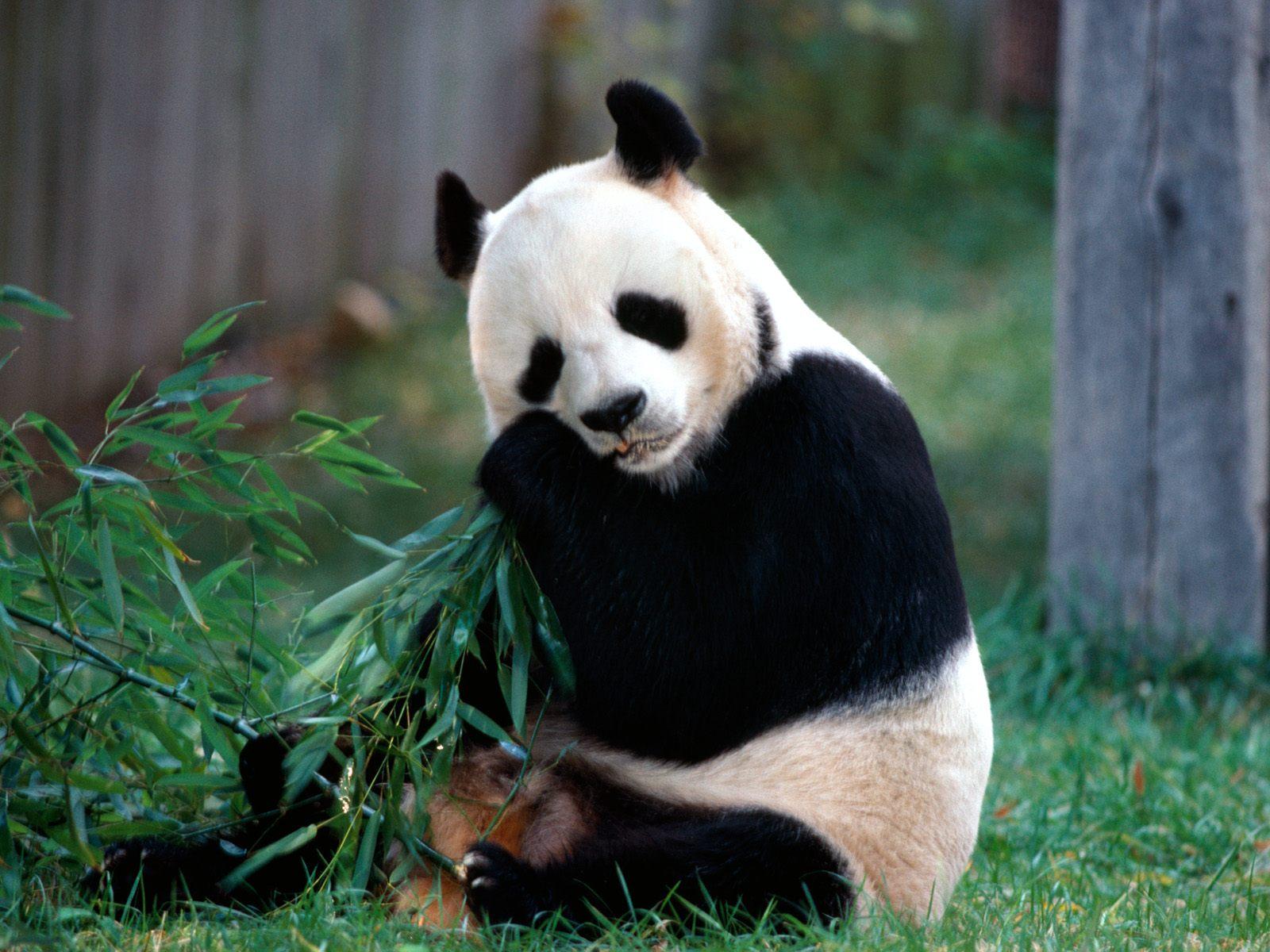 Fondo de pantalla oso panda comiendo bambu