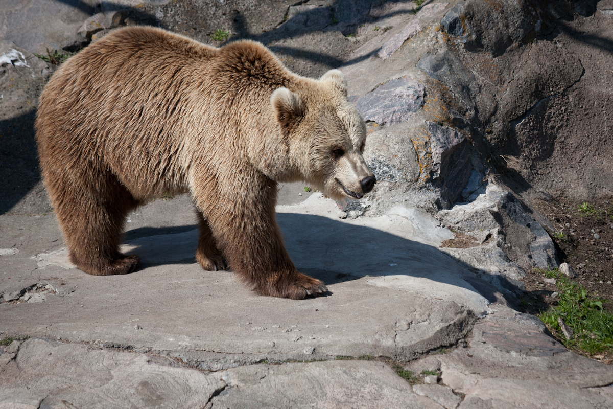Fondo de pantalla oso pardo caminando
