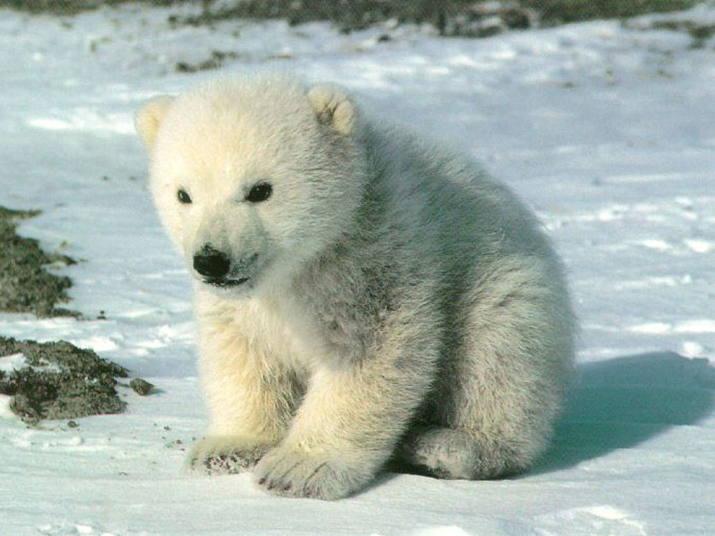 Fondo de pantalla oso polar bebe