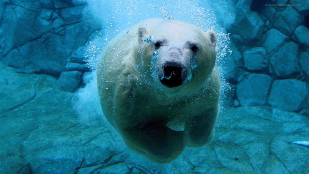 Fondo de pantalla oso polar en el agua mirando