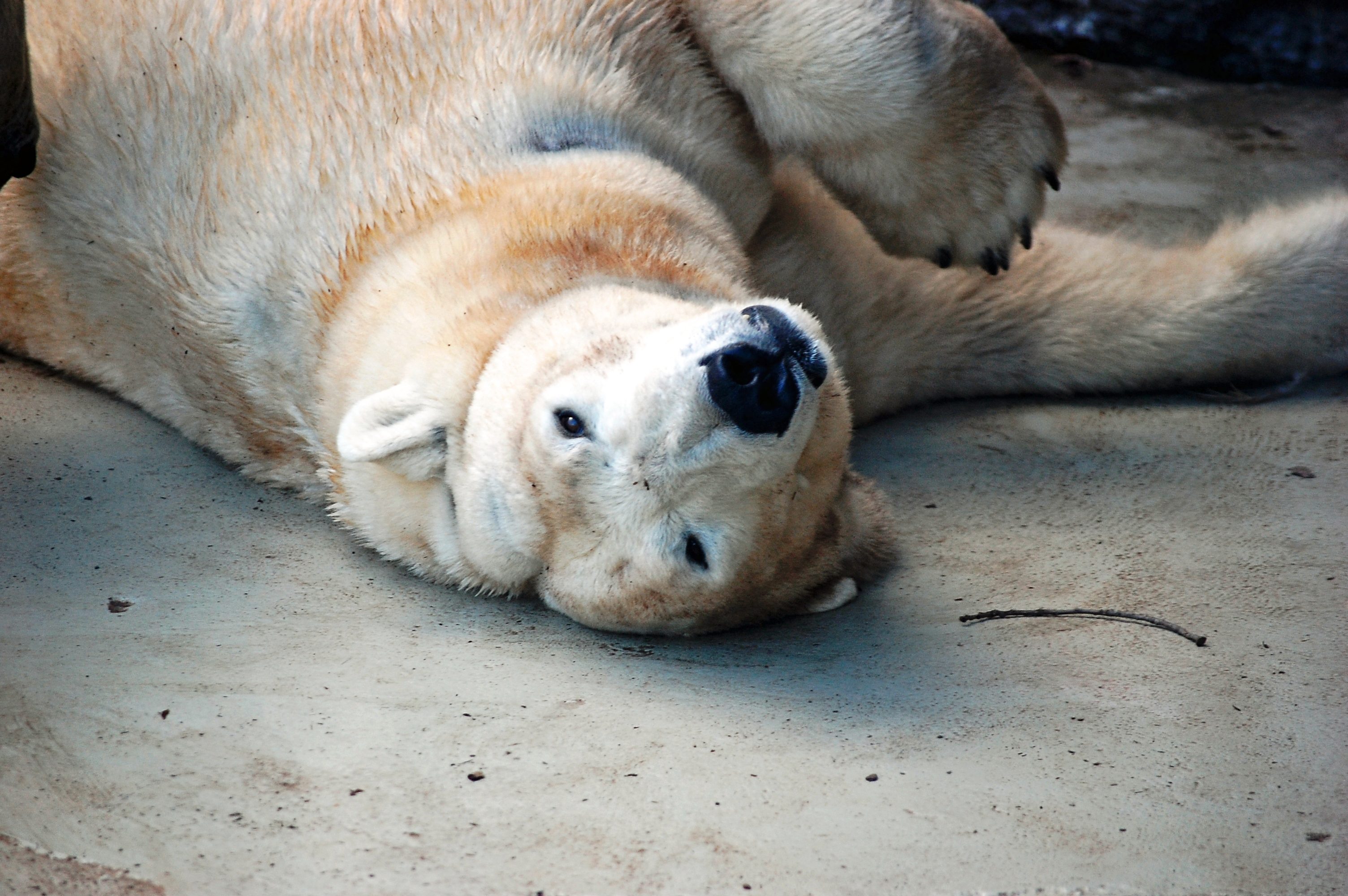 Fondo de pantalla oso polar mojado