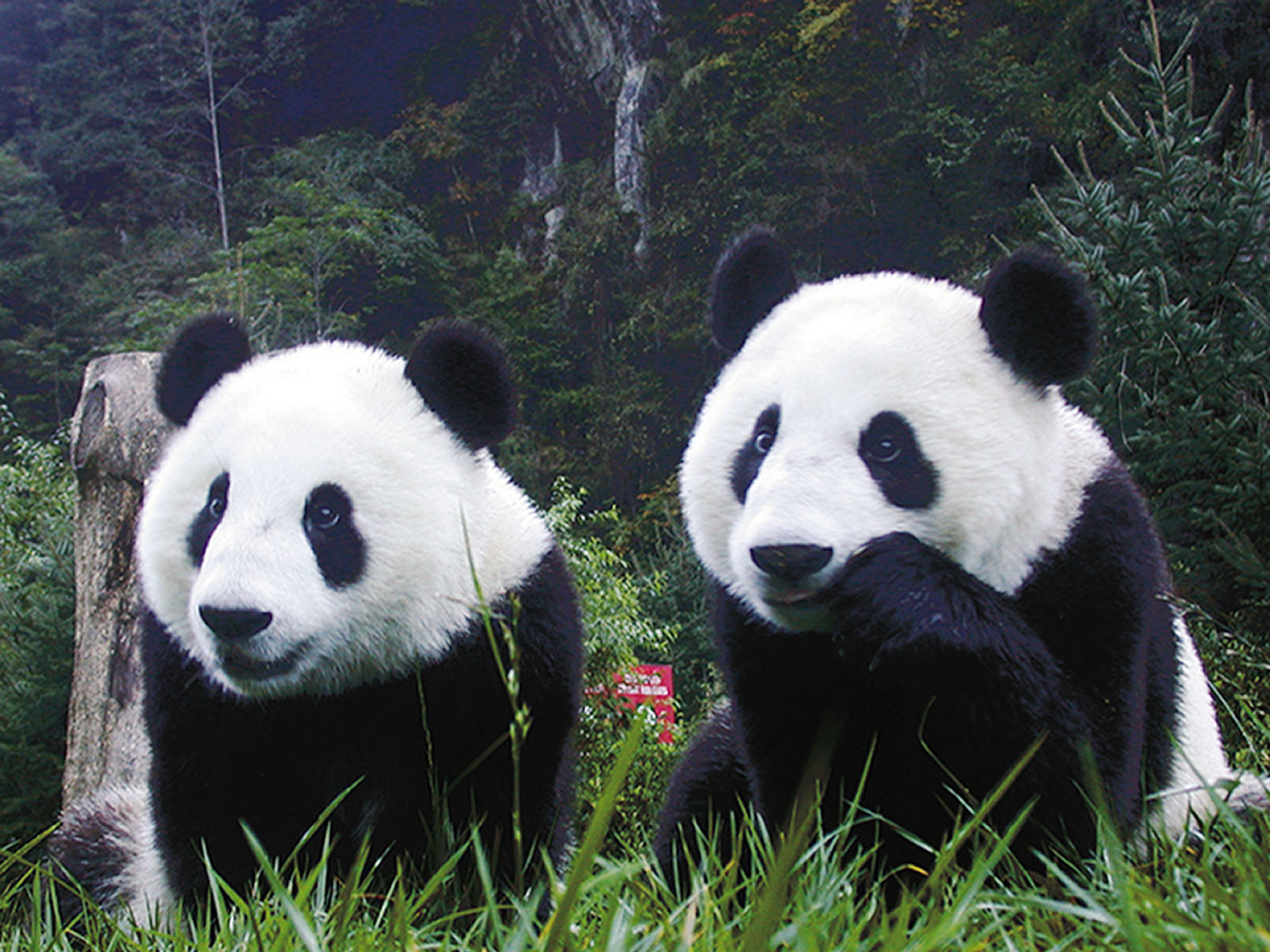 Fondo de pantalla osos pandas hermosos