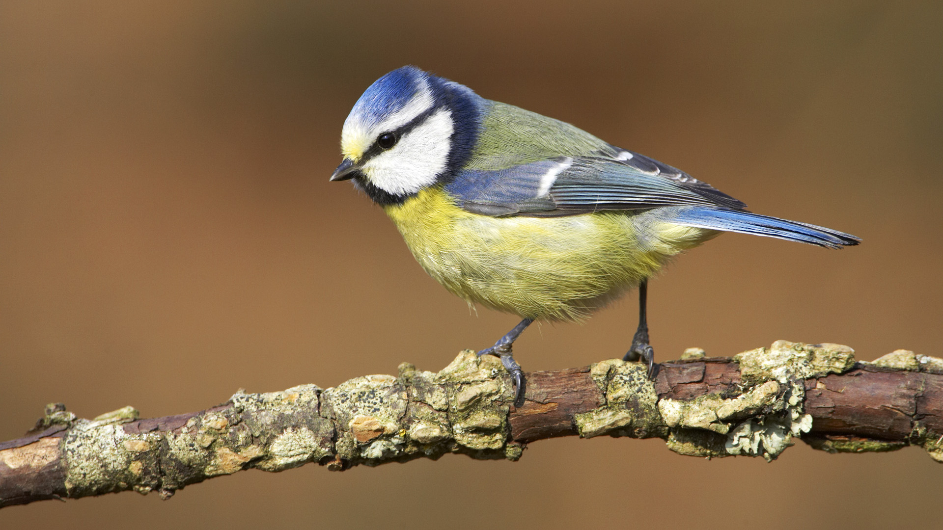 Fondo de pantalla pajarito azul en rama