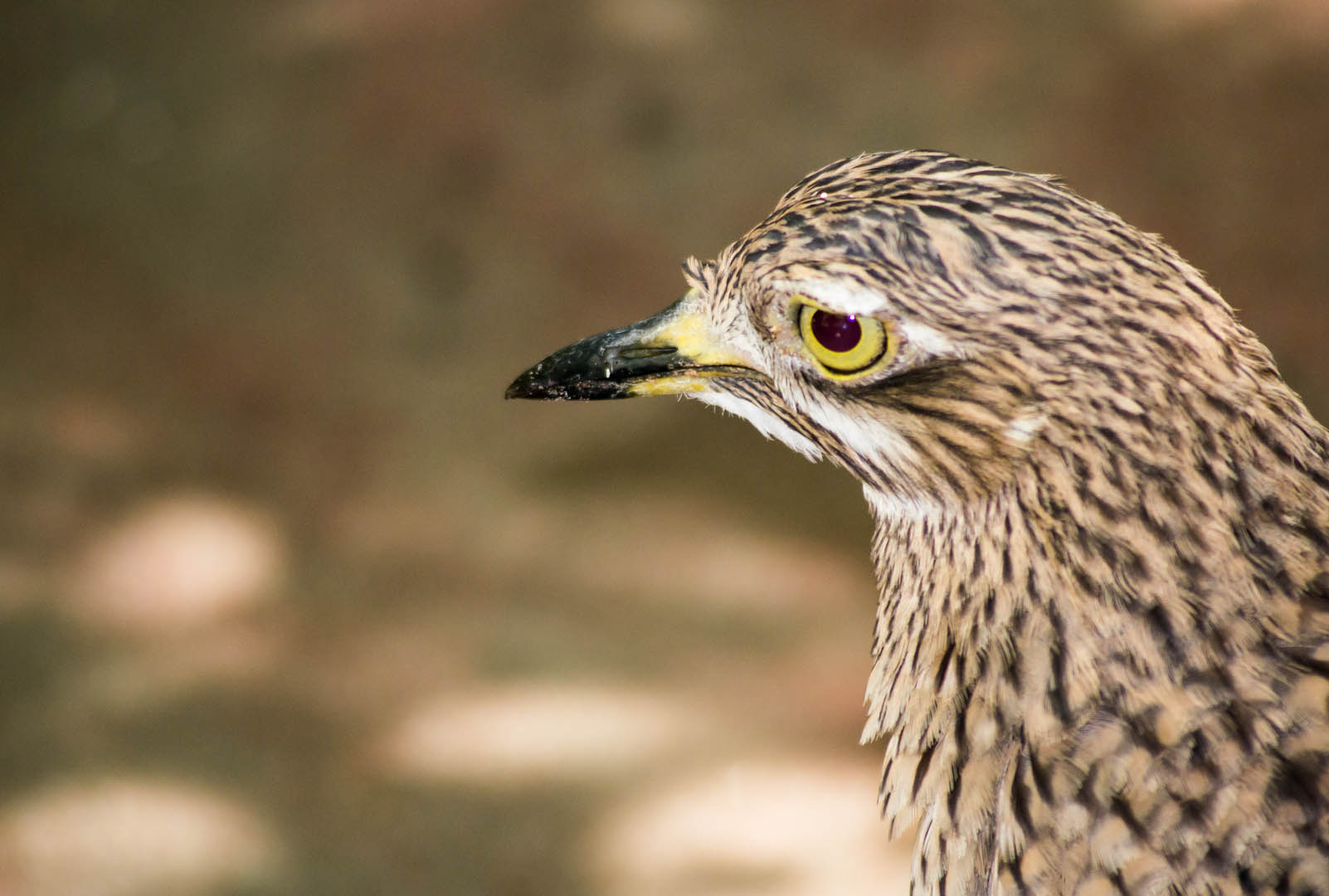 Fondo de pantalla pajaro jabado