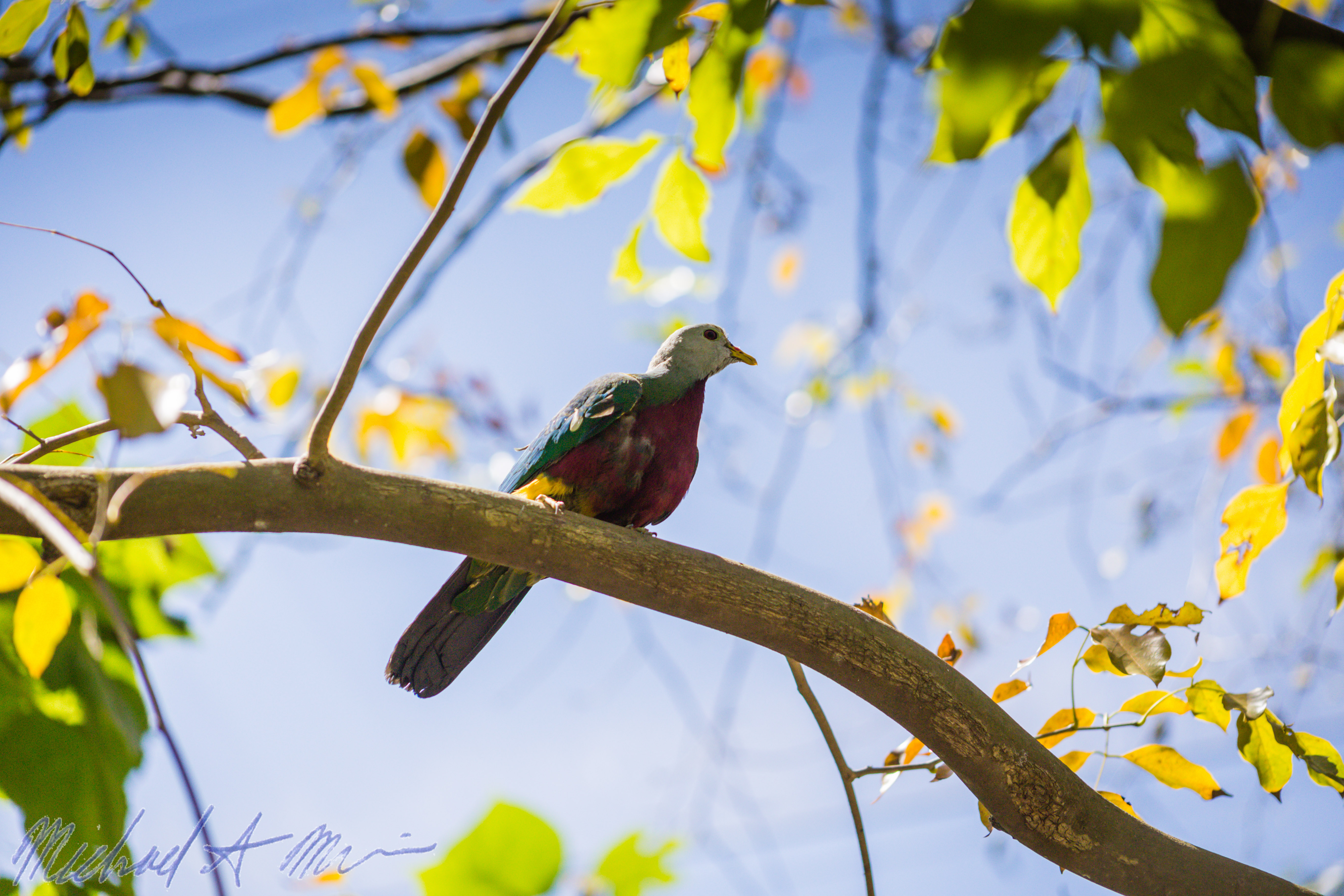 Fondo de pantalla pajaro solito