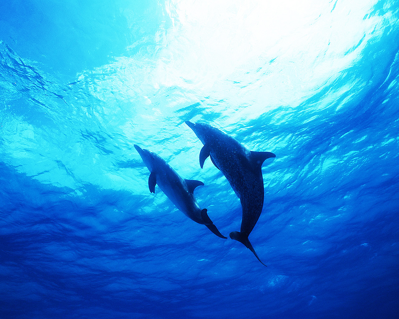 Fondo de pantalla par de delfines